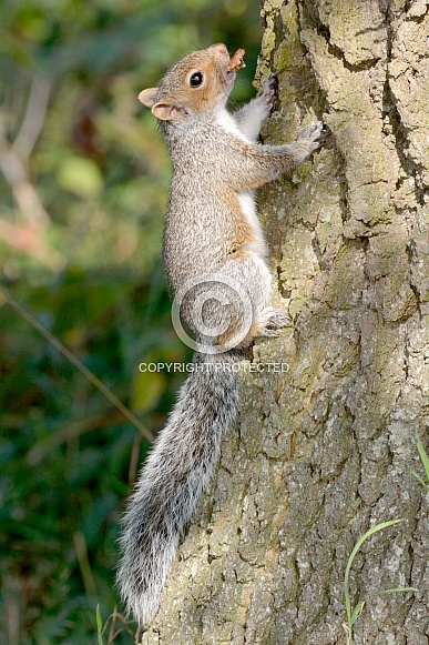 Young Grey Squirrel