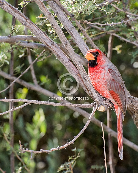 Desert Cardinal (Male)