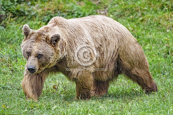 Syrian Bown Bear