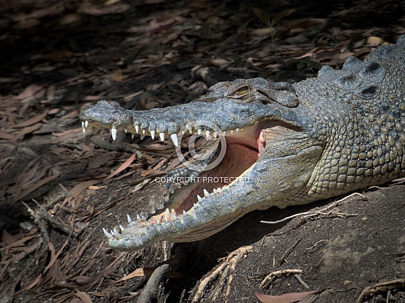 Saltwater Crocodile on Land with Open Mouth