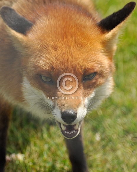 fox, headshot