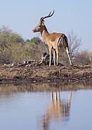 Impala (Male)