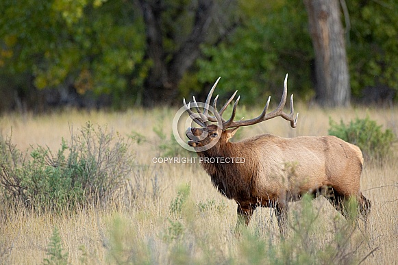 Bull Elk During Rut