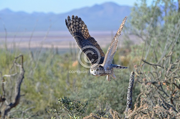 Great-Horned Owl in Flight