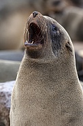 Cape Fur Seal (Arctocephalus pusillus)