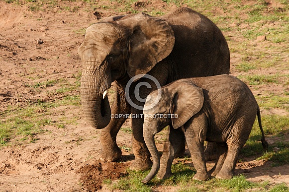 mother and young african elephants