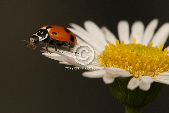 Spotted Amber Ladybird on daisy