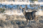 Wild mule deer in Utah