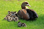 Egyptian Nile Goose with Chicks