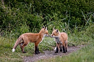 Red Fox--Kit Smooches