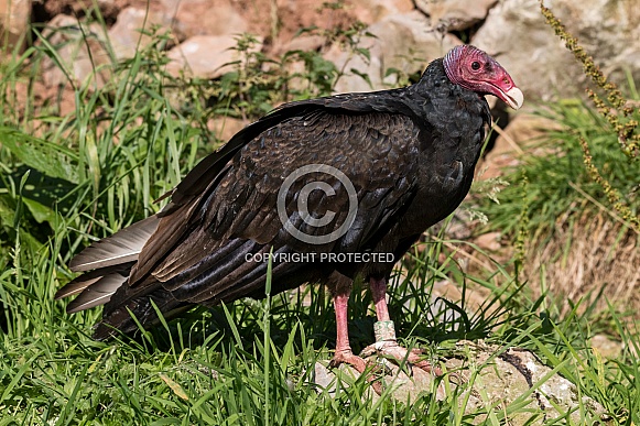 Turkey Vulture Full Body Shot