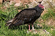 Turkey Vulture Full Body Shot
