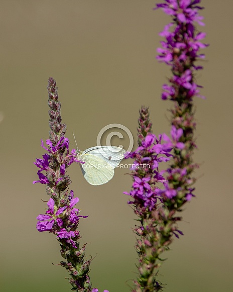 Butterfly Pieris rapae