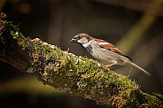 House Sparrow (male)