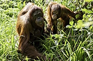 Mother and Daughter Bornean Orangutan