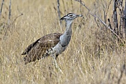 Kori Bustard (Ardeotis kori) - Botswana