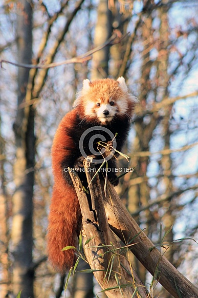 Red panda (Ailurus fulgens) Young