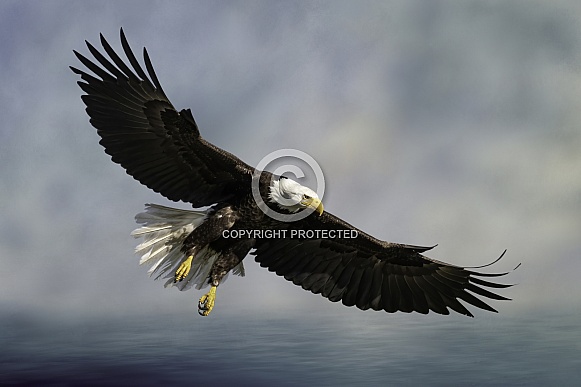 Bald Eagle-Prepare for Landing