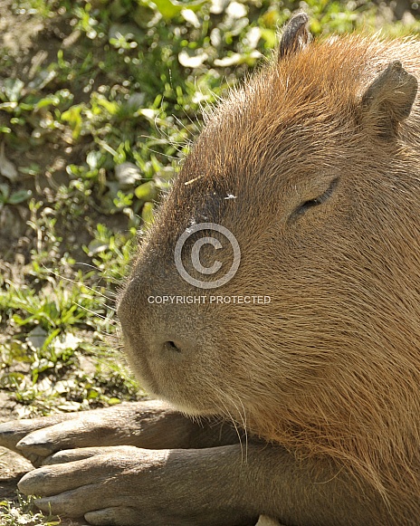 capybara head