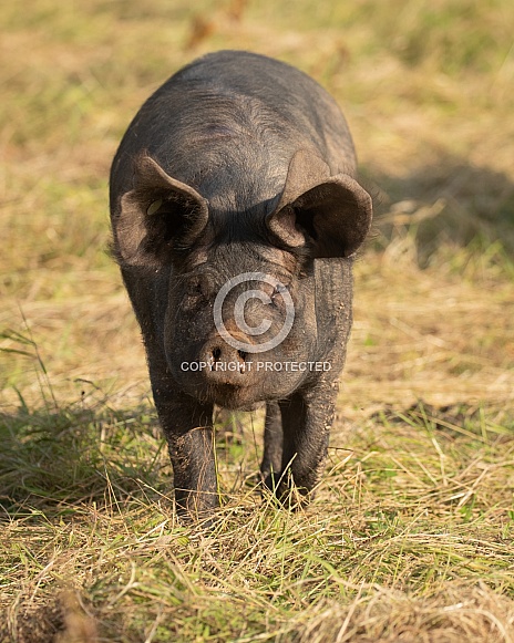Rare Large Black Pig Gilt Running