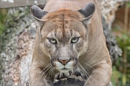 Puma / Mountain Lion / Cougar