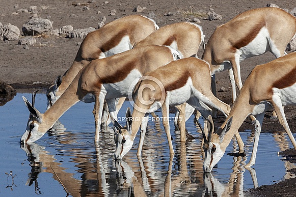 Springbok antelopes - Etosha - Namibia
