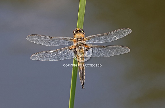 Four spotted Chaser