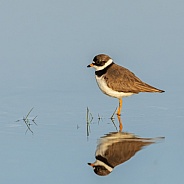 A Semipalmated Plover with Reflection