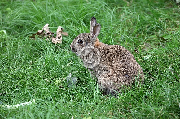 Wild rabbit