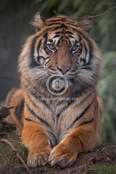 Sumatran Tiger Lying Down Full Body