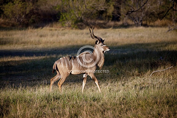 Kudu antelope - Okavango Delta - Botswana