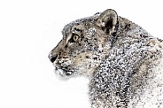 Snow Leopard-Snow Snow Leopard