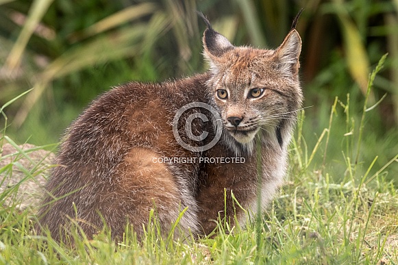 Canada Lynx Crouched On Grass