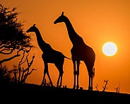 Two Giraffe Silhouettes at Sunset