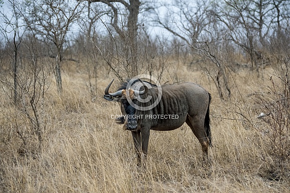 Wildebeest or Gnu