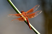 Orange Dragonfly