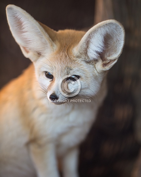 fennec fox