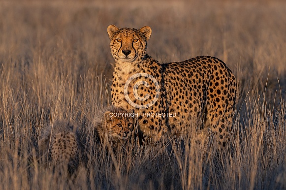 Cheetah mom & cub
