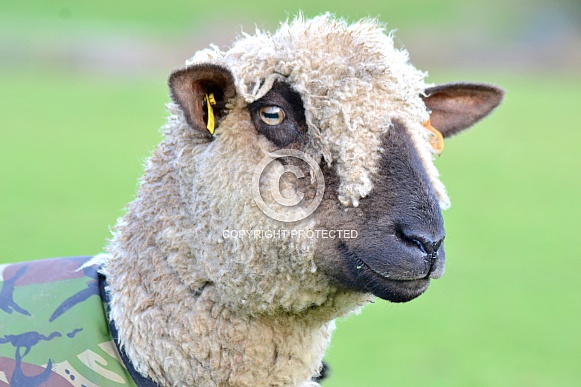 Hampshire Down Sheep