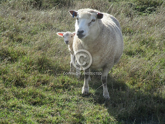 Perendale Sheep