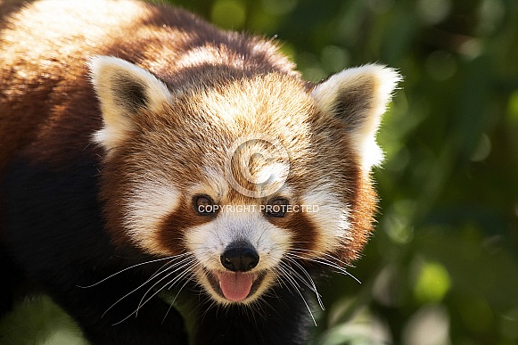 Red Panda Close Up