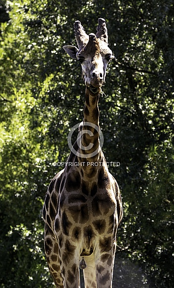 Giraffe facing forward