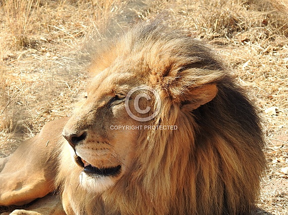 Tawny Male lion