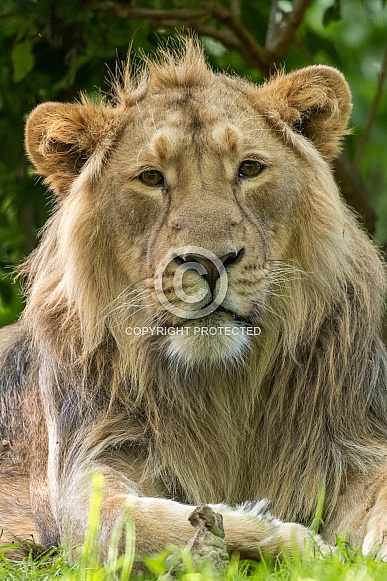 Young Asiatic Lion Close Up