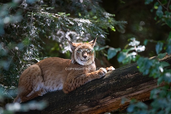 Lynx sitting on a log