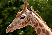 Kordofan Giraffe Close Up