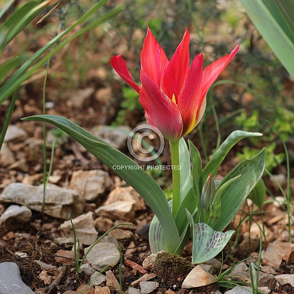 Red Pointy Petals Tulip