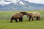 Alaska Peninsula Brown Bear Courtship