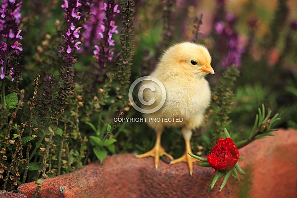 Yellow Chick and Flowers