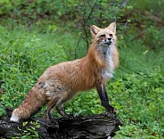 Adult Female Red Fox Posing